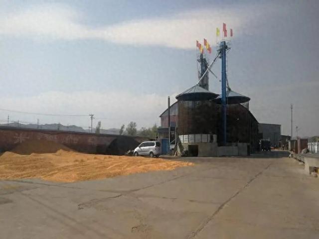玉米价格（玉米价格 跌麻了）