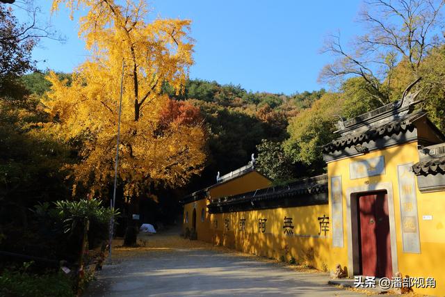 苏州穹窿山下香山草庵，冬日银杏和古庙的完美组合