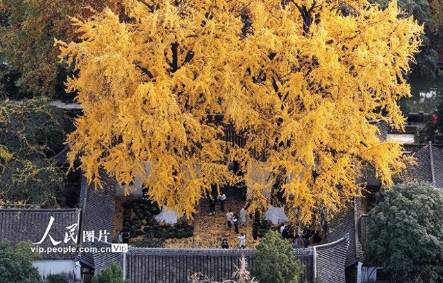 江苏扬州：初冬赏银杏