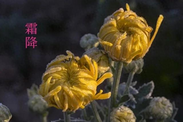 “男怕霜降，女怕大寒”，今日霜降，提醒男人：3事不做、2样多吃