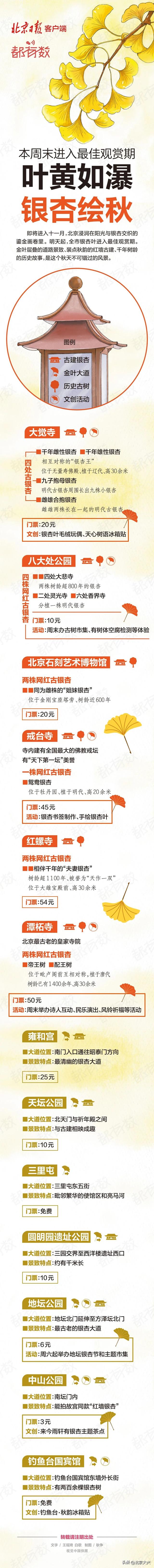 北京银杏黄啦！送您银杏观赏指南——