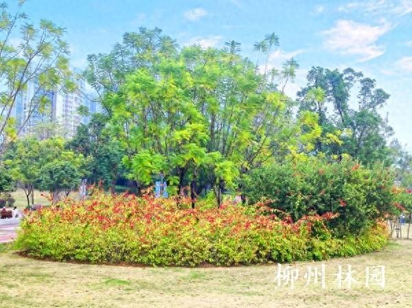 【绿化处】前茅公园冬日花海绽放