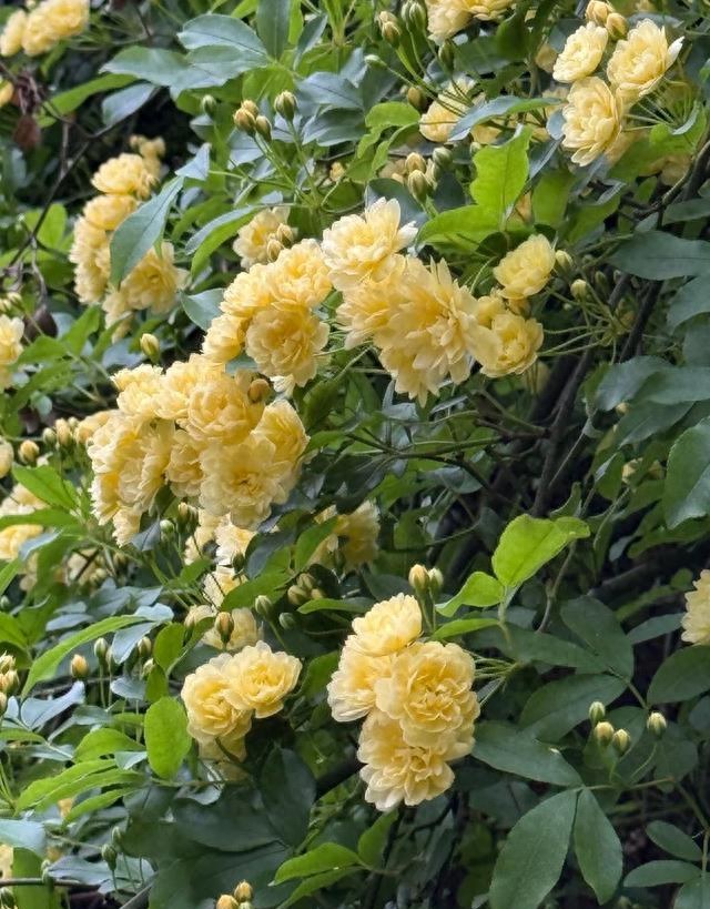 南京城内最大规模木香花开了，不要门票，香飘四溢，地铁公交直达