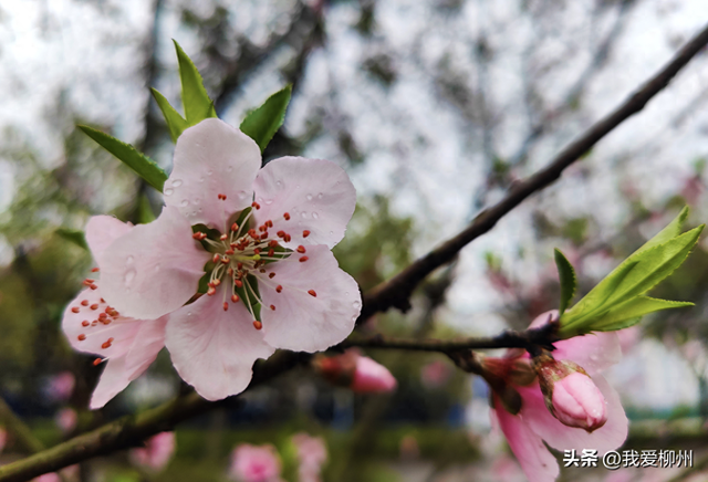 早春限定！柳州这条路千株桃花绽放，未来十天进入“颜值巅峰”