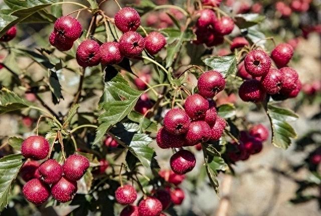 一瓶饮料掀起的“抵制风暴”：山楂树下如何惹恼山东消费者？