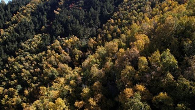 永靖关山：金秋十月层林尽染 斑斓秋色引客来