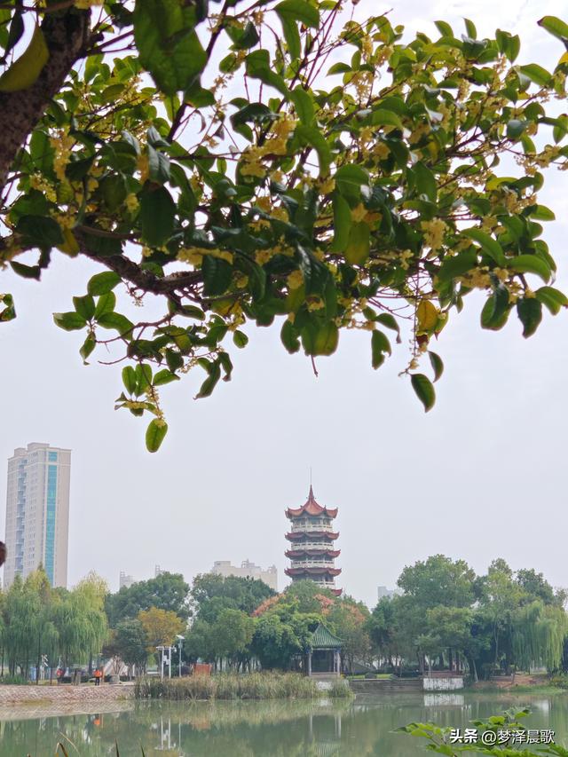 古城云梦：重阳桂花艳 千年古韵香