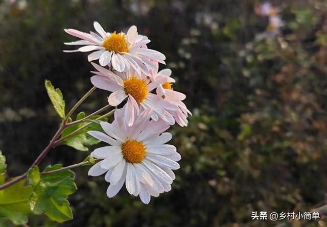 今天九月初九,老人说"大雪多不多，就看九月初九",今冬大雪多？