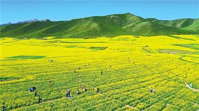 【互动交流】扁都口的油菜花