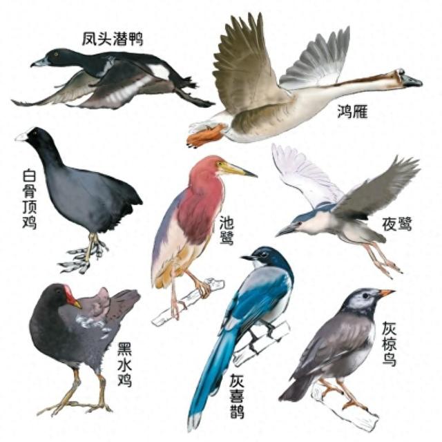 候鸟翩跹生态美 西安初冬“限定美景” 你打卡了吗？