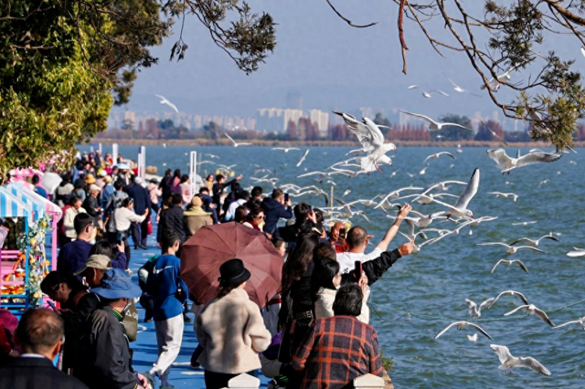 海埂片区观鸥指南，看完这篇“不添堵”→