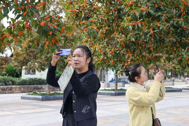 福建武夷山：丹桂飘香 赏花正当时
