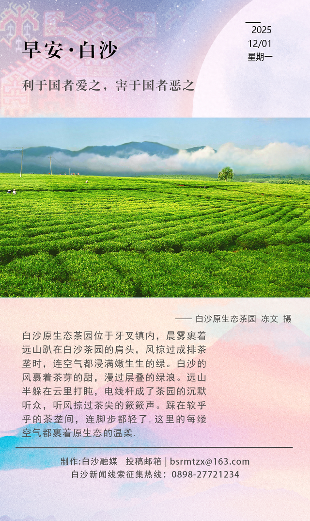 每日一景 | 白沙晨雾漫茶园，绿浪翻涌间，茶芽藏着温柔乡