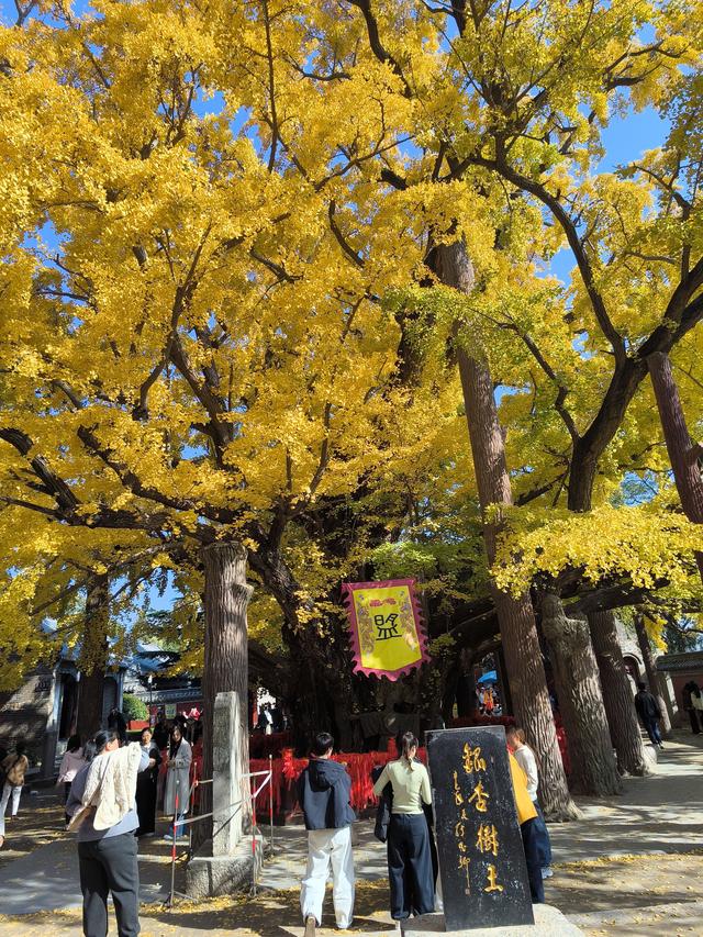 天下银杏第一树就在日照浮来山，4000年古树参天，秋天美成了画！