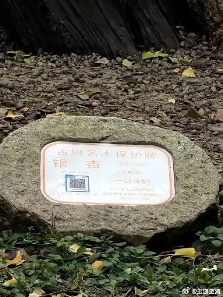 上海中心城区“树龄最长”：700岁古银杏即将迎来最美季！