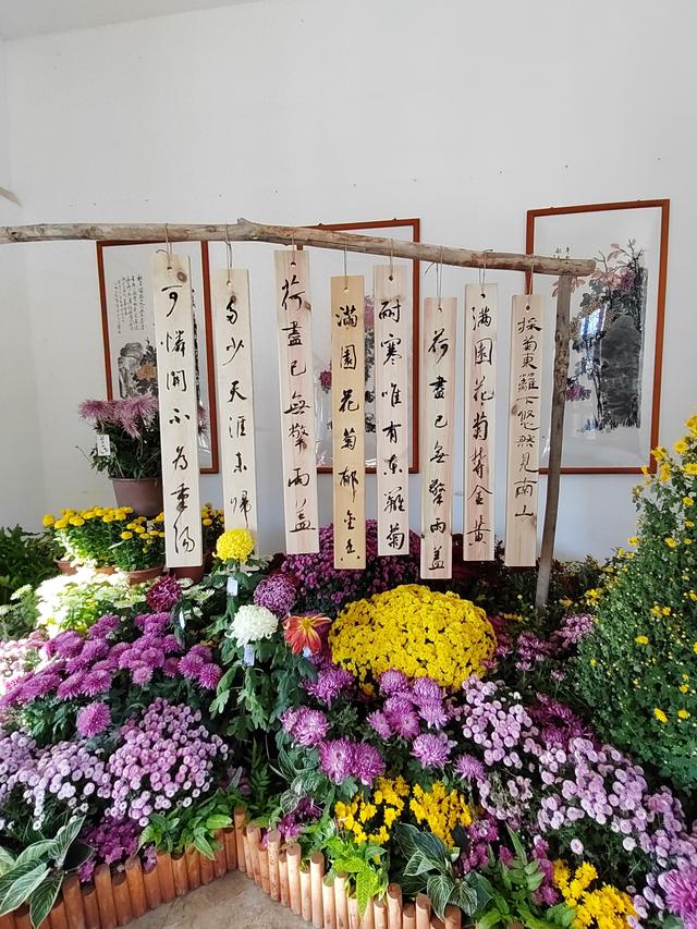 甘州府城菊花飘香