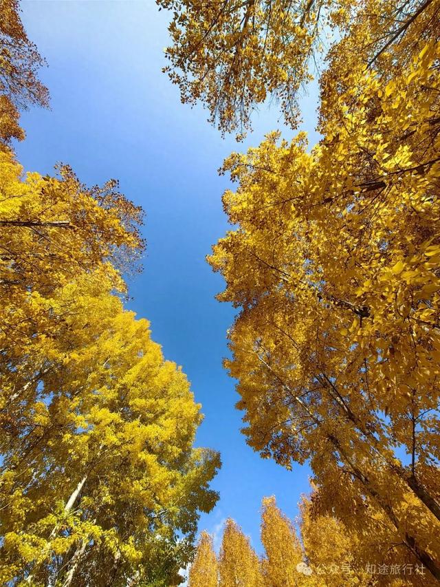 一年中最后一场华丽的秋色，鹤庆泸沽湖休闲5天游！11月底出发