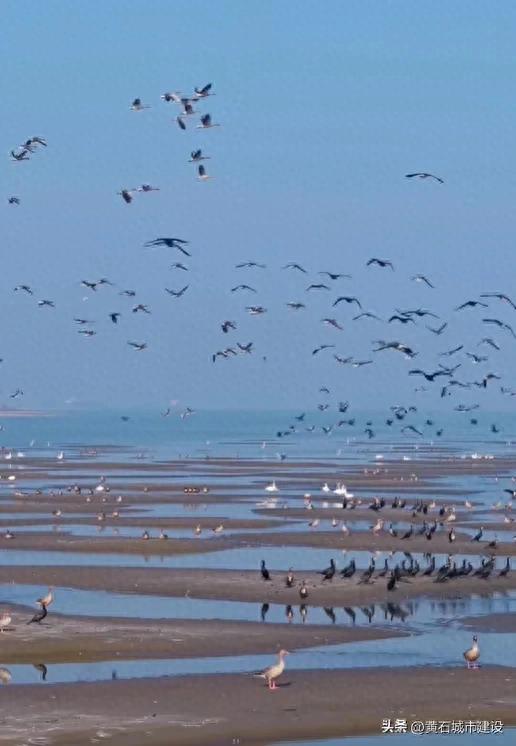 有人在黄石拍到！画面超震撼