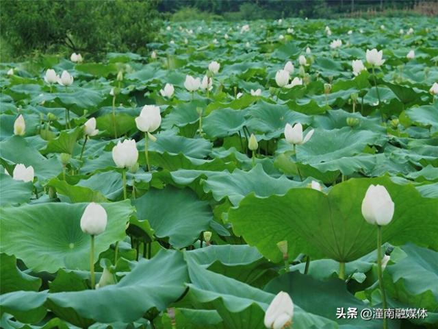 荷花美莲蓬俏！宝龙邀您共赴秋日“荷”约～