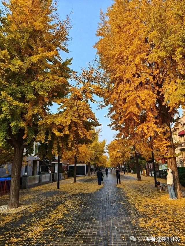 大连市内最火银杏大道正当时,满地金黄,快来打卡吧
