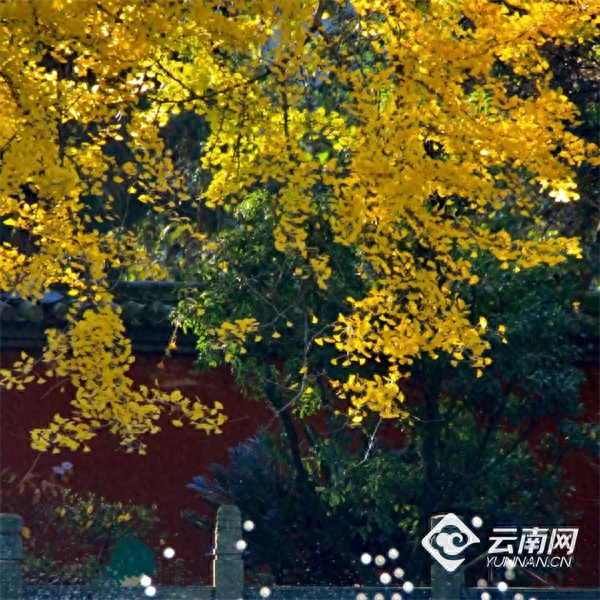 【早安云南·云游】西山来信！银杏金黄时见面吧