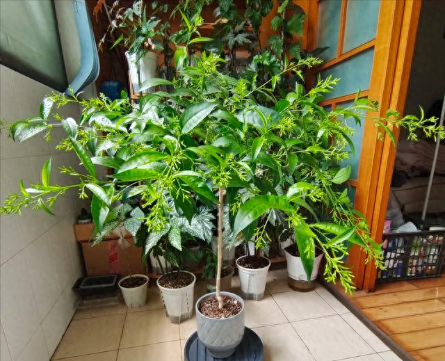 “客厅五不放，人旺家也旺”，客厅再大，都别摆放5种“倒霉花”