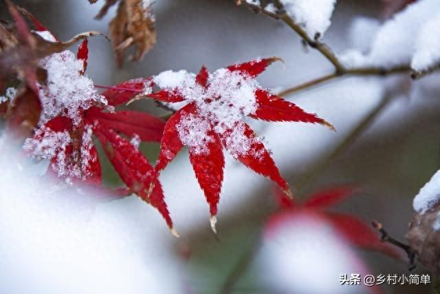 明日立冬不一般	，“大雪来不来，就看立冬	”，今冬大雪？