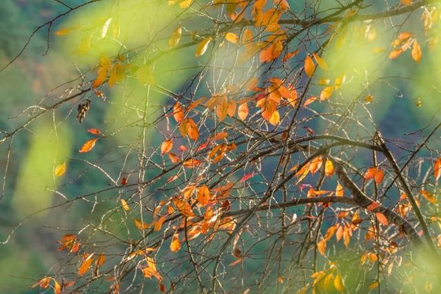 成县晚秋，是藏在秦岭南麓的色彩诗行