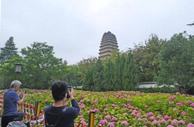 秋日来西安小雁塔赏绣球花