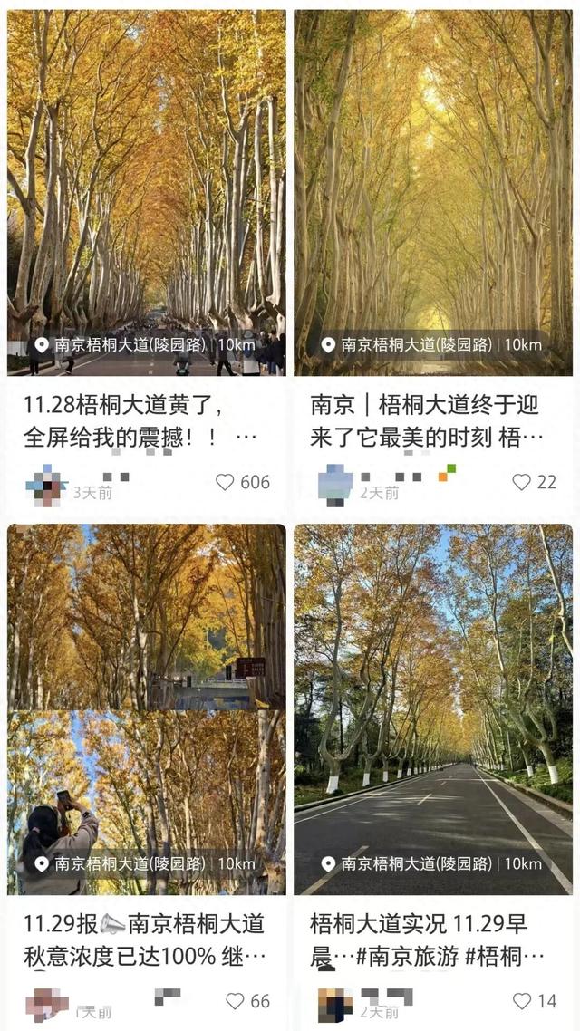 这是今天的南京梧桐大道！