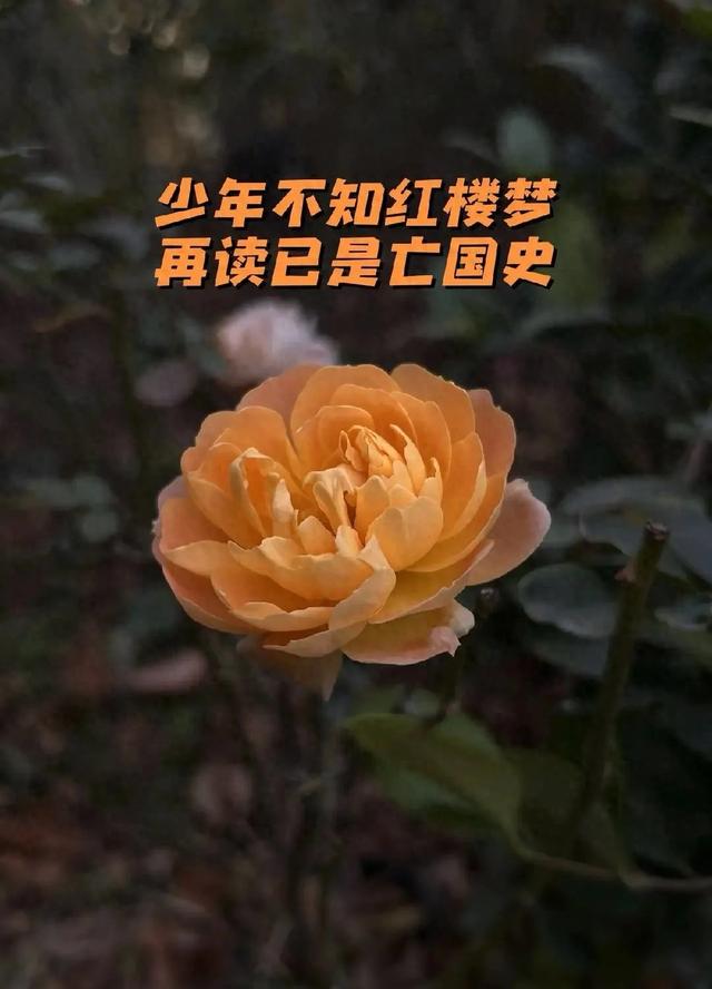 红楼梦为什么是四大名著之首(红楼梦为何被称为四大名著之首)