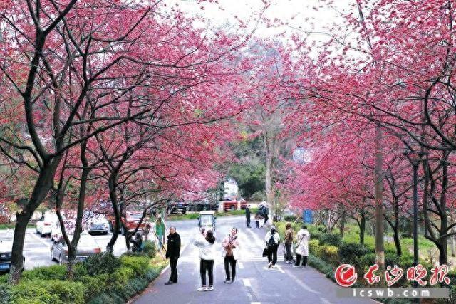 早樱花正盛赏樱正当时