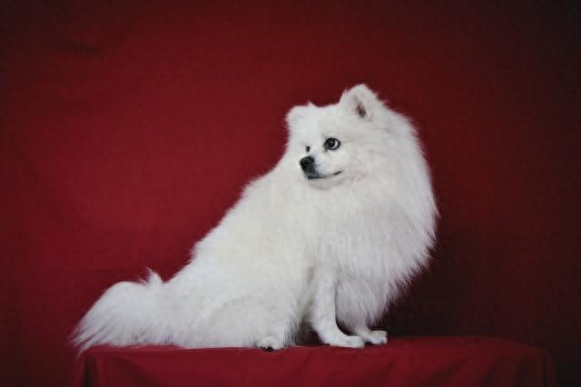 阿拉斯加犬多少钱一只（每月养狗要花多少钱与你工资相比）