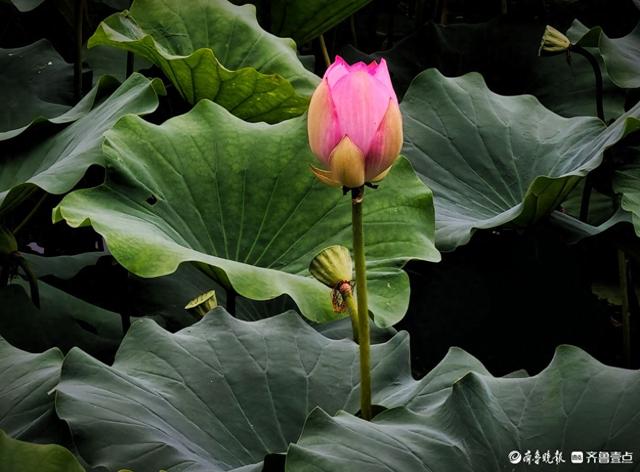 四季湖荷花盛开，千姿百态醉游人