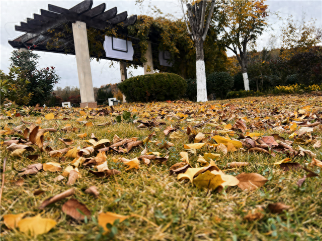 留住秋日浪漫！文登这7处区域落叶缓扫