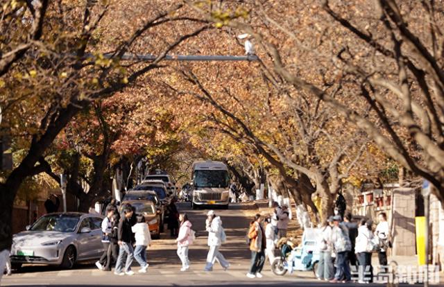 八大关红枫进入最后观赏期