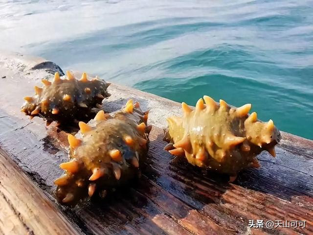 野生海参和养殖海的区别 2026年野生海参和养殖海参哪个好