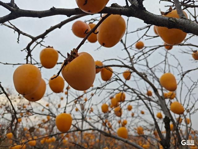 大红柿子高高挂 大河东村双拥公园“火”了