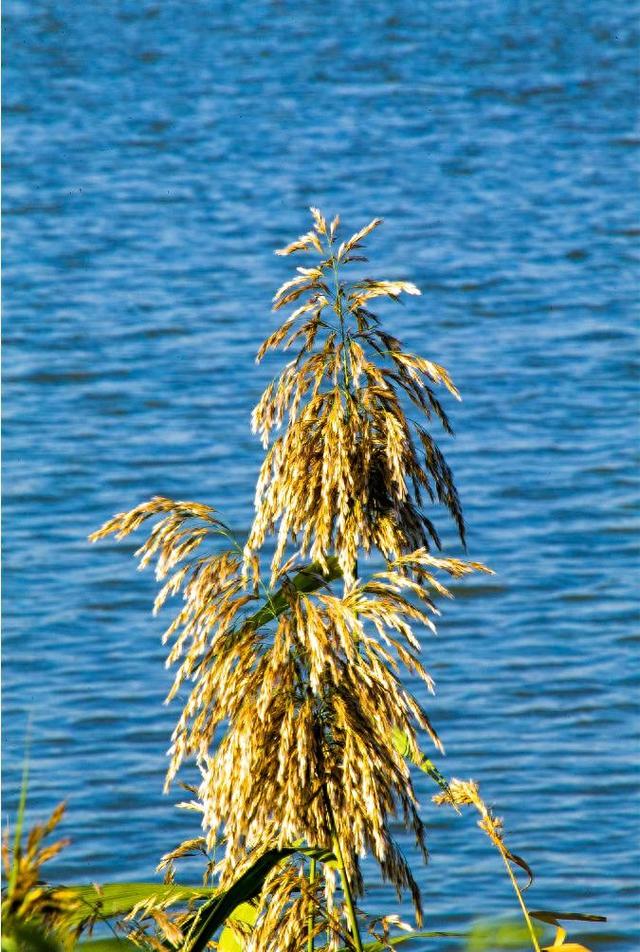 秋高气爽赏滨城丨故道河芦花 摇曳生态城的诗意