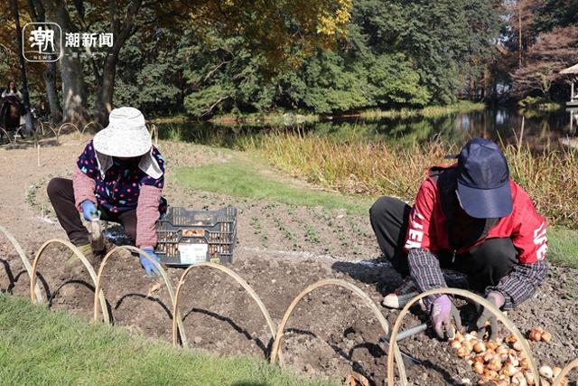 太子湾郁金香开种！新看点剧透，还有宠粉福利：同款种球免费送