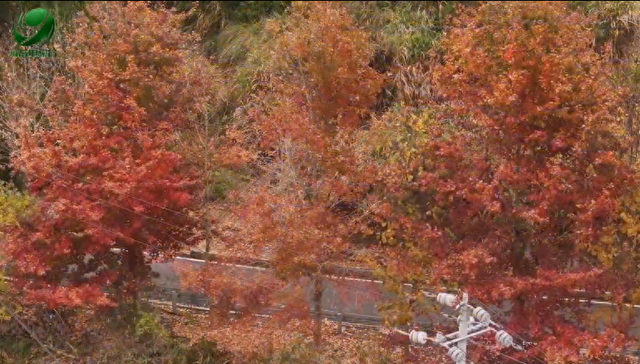 错过再等一年！永春这条12公里景观路，藏着冬日最美枫景