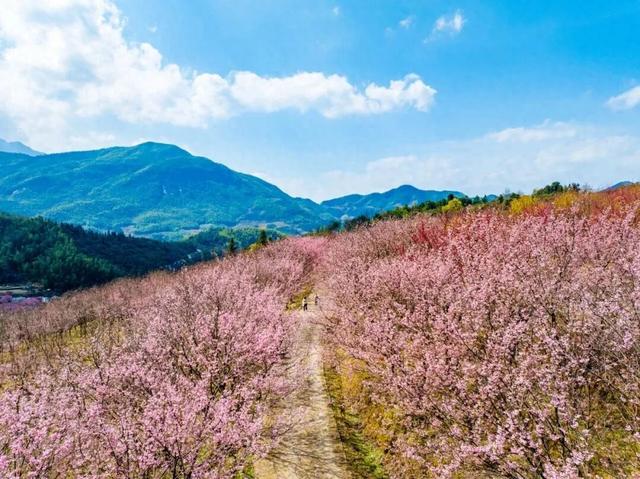 即！将！开！园！明月山花海原居赏樱攻略来啦！