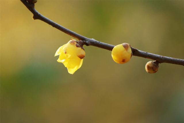 商视界｜柘城县：千树园蜡梅迎冬绽放