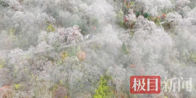华中屋脊迎今秋首场雾凇 神农架一夜入“童话世界”