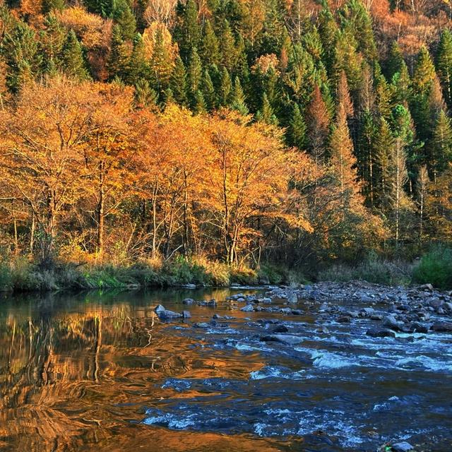 原创七绝诗《小兴安岭秋天五彩斑斓》新韵