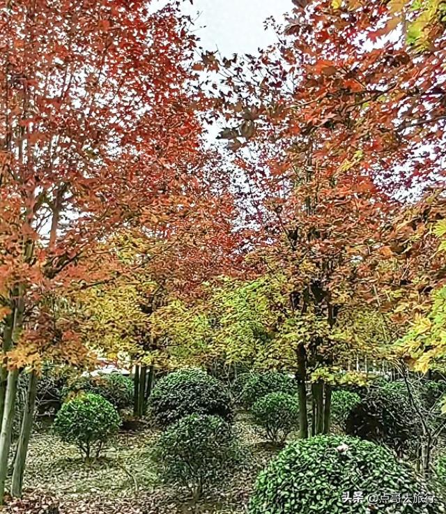 成都近郊最大规模红枫来了，被严重冷落，不要门票，古镇美食诱人