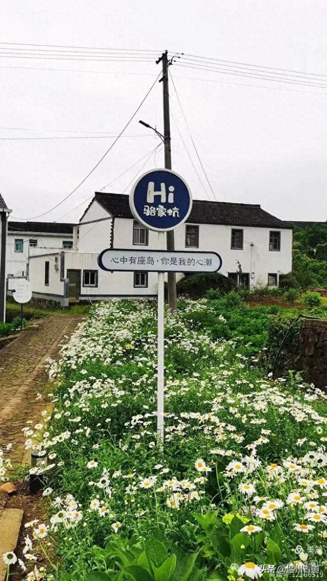 浙江这个山海古村，处在网红风景线上，丛林秘境中藏着一片花海