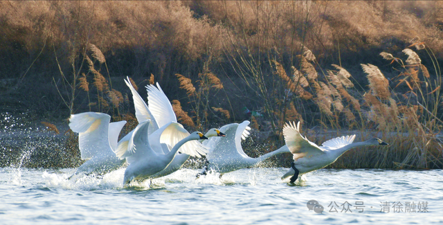 汾河清徐段变美啦，天鹅都赶着来“打卡”