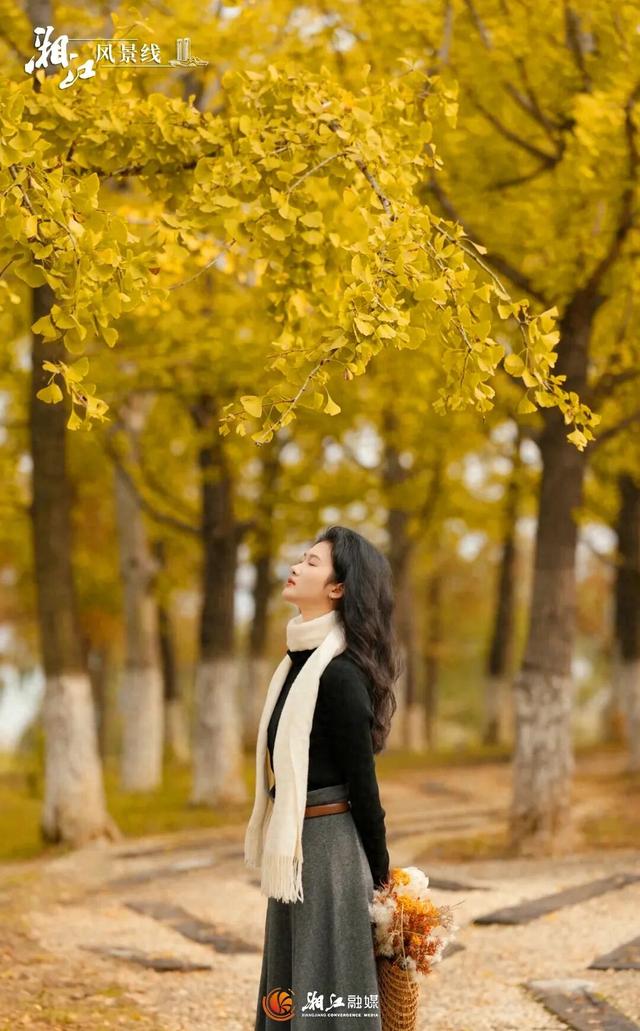 长沙银杏浓度即将达到100%！这波“小确杏”你要接住→