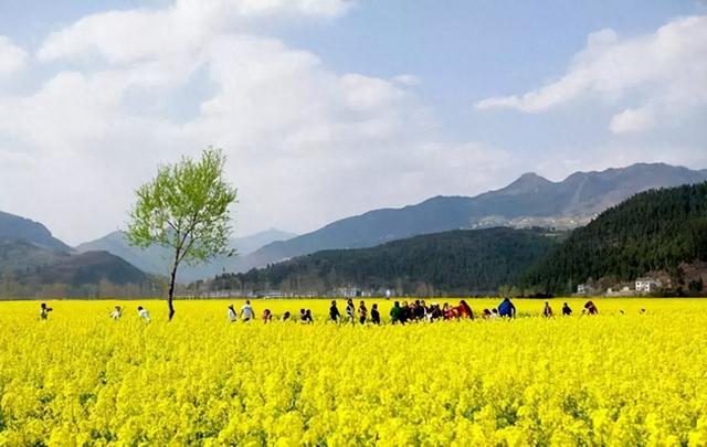 15元/人！广元城区至羊木花海旅游巴士3月6日开通